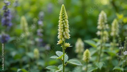 Pale yellow flower spike in green garden