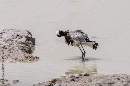  Blacksmit lapwing bird drying off at puddle, near Koinachas waterhole, Etosha,  Namibia photo