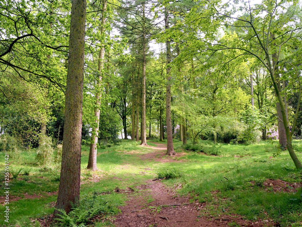 Path through woodland with fresh spring foliage Path through woodland with fresh spring foliage