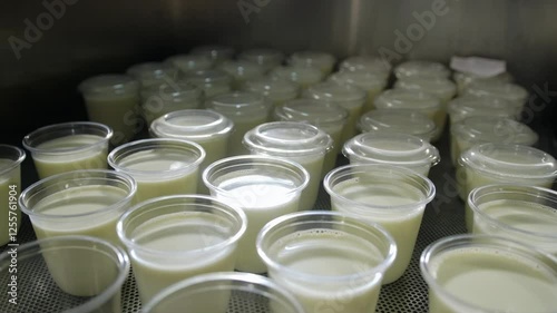 There are many plastic cups filled with kefir in the workshop of the cheese factory. Packaging of dairy products in dairy production, food industry.