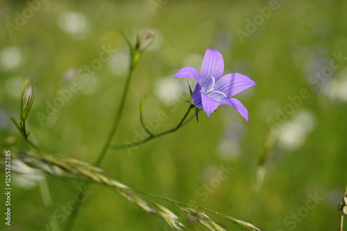 Close-Up of beautiful bellflower(Campanula patula) in a natural wild flowers meadow. photo