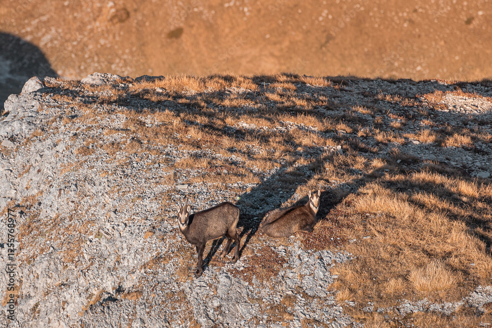 Obraz premium Two chamois on a mountain ridge, one standing alert while the other rests, bathed in the warm glow of sunset