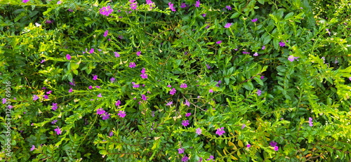 Obraz na plátně Pinkish purple flowers of Elfin herb, False heather or Cuphea hyssopifolia Kunth are ground covers with branching stems of elliptic to lanceolate leaves with acuminate tips