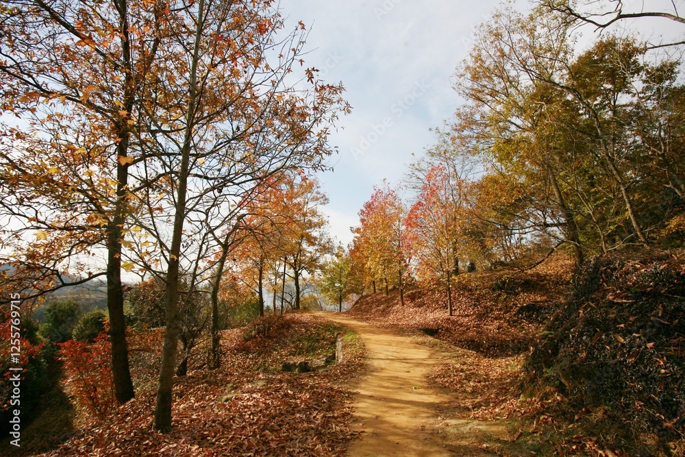 Obraz premium 단풍나무 오솔길