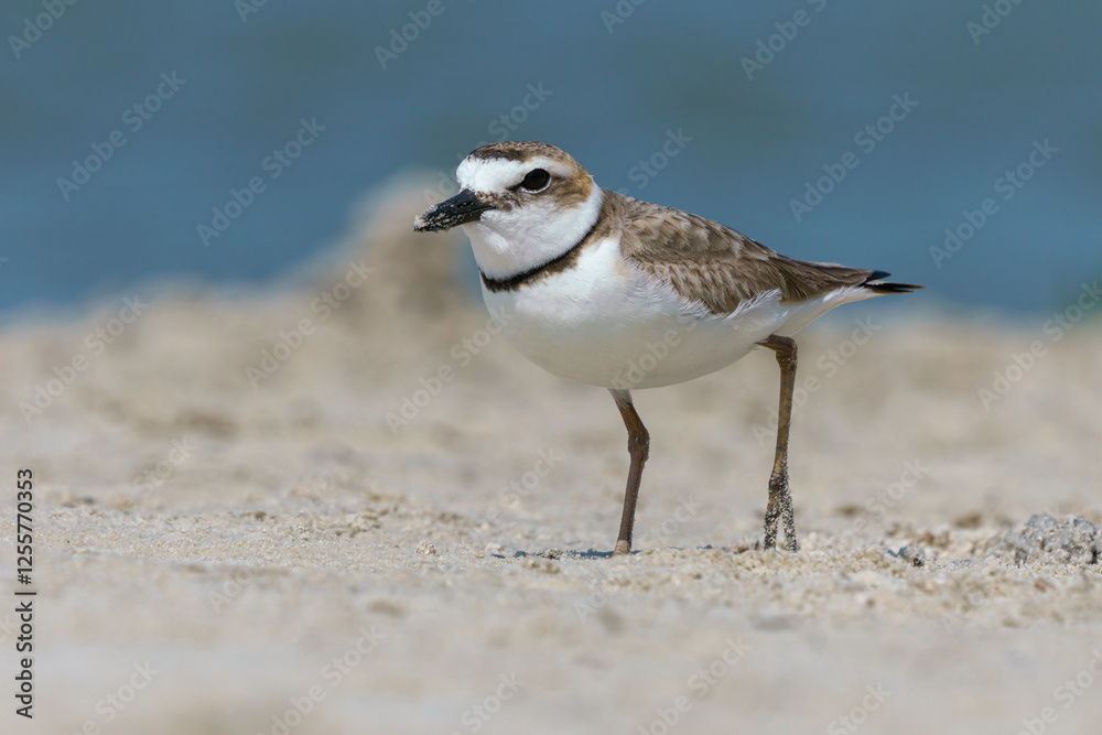Wilsons Plover, coastal Florida, USA Wilsons Plover, coastal Florida, USA