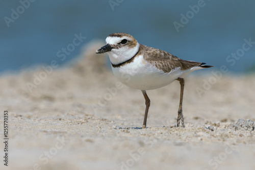 Wilsons Plover, coastal Florida, USA