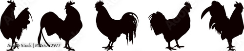 roosters silhouette on white background vector