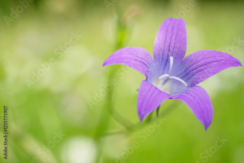 Close-Up of beautiful bellflower(Campanula patula) in a natural wild flowers meadow.