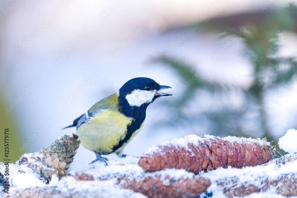 Fototapeta premium A cute great tit sits on the spruce cones. Winter scene with a colorful titmouse. Parus major