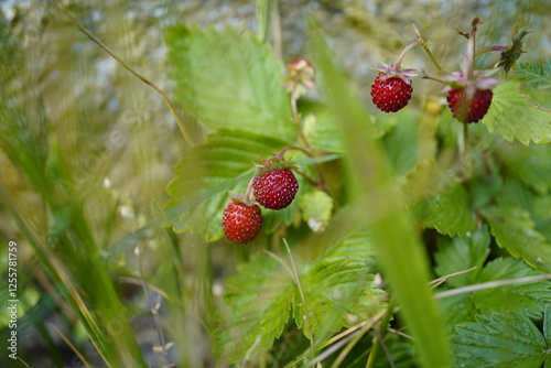 Close-Up of a wild strawberry (Fragaria vesca var. Vesca) plant with red fruits. photo