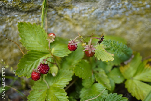 Close-Up of a wild strawberry (Fragaria vesca var. Vesca) plant with red fruits. photo