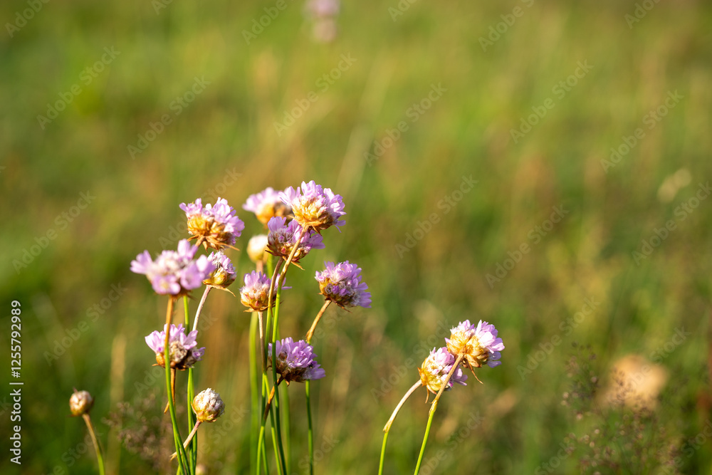 minimalist image of a group of carniation flowers (armeria maritima). Carniations flowers are and good for insects..drought tolerant minimalist image of a group of carniation flowers (armeria maritima). Carniations flowers are and good for insects..drought tolerant