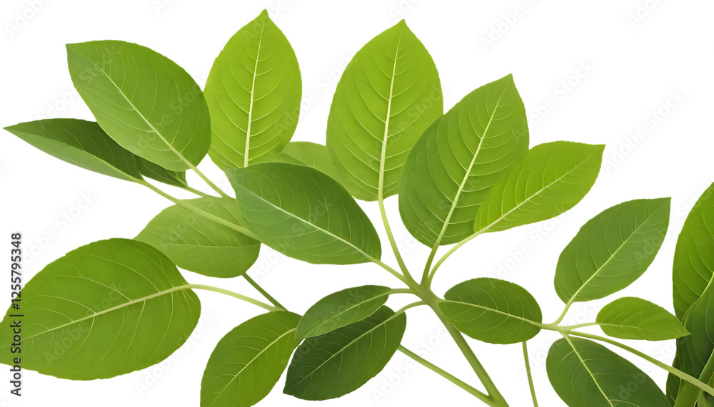 Fototapeta premium Leaf plant png