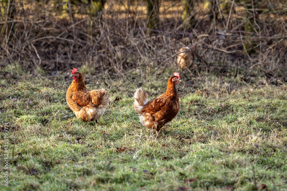 Fototapeta premium Free range chickens roaming on farmland in the Sussex countryside