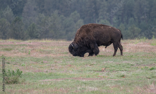 Bison grazing in Custer State Park, South Dakota, USA photo