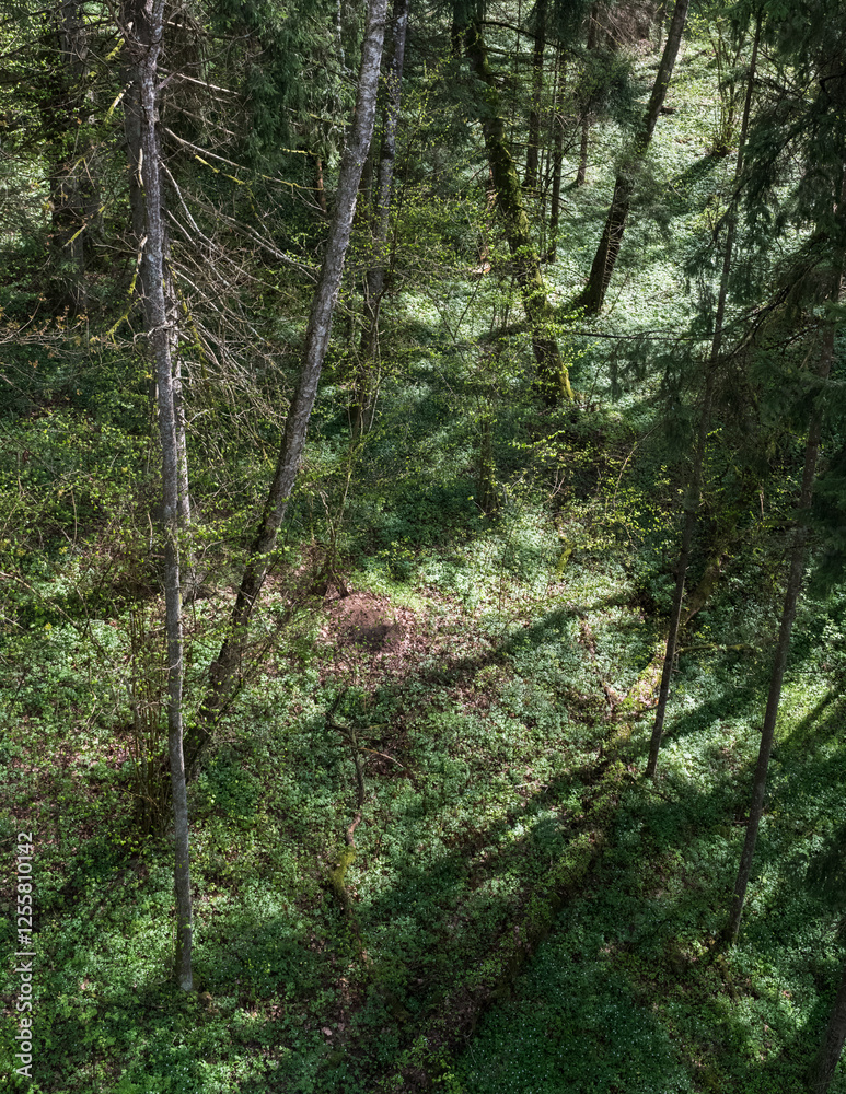 Obraz premium A view down from the treetops to the ground in the forest; the play of sun and shadow. Spring, everything in light green tones.