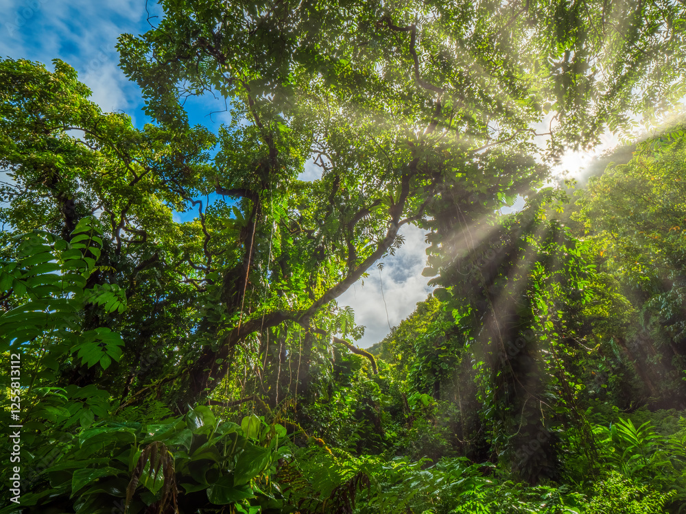 Fototapeta premium A walk through the Maui Jungle forest landscape and with a view bottom up you see a stunning sun ray shine though the leaves