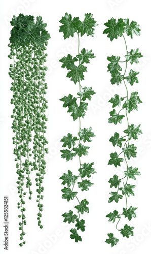 Wallpaper Mural Three hanging vines, string of pearls and ivy, isolated on white, for decoration Torontodigital.ca