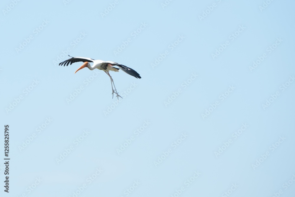 A yellow-billed stork is flying in the sky. A yellow-billed stork is flying in the sky.