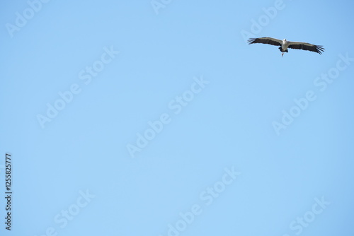 A yellow-billed stork is flying in the sky. photo