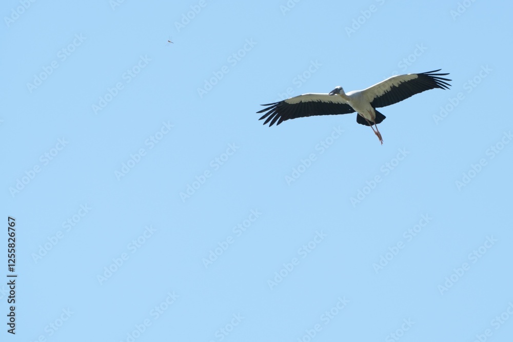 A yellow-billed stork is flying in the sky. A yellow-billed stork is flying in the sky.