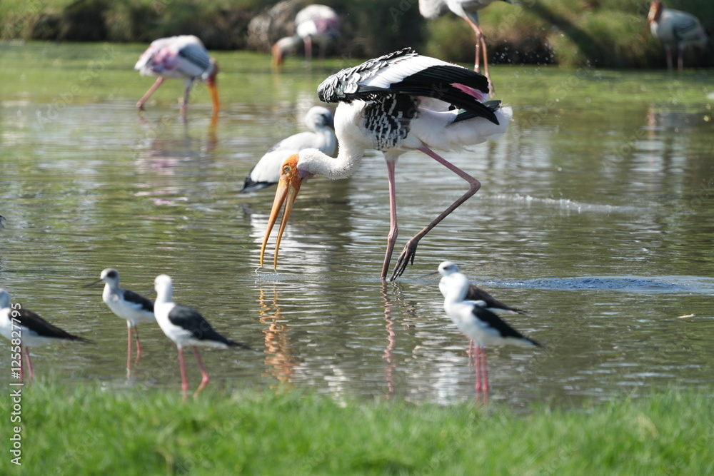 Obraz premium Yellow-billed Storks are foraging together with Candle-throated Storks.