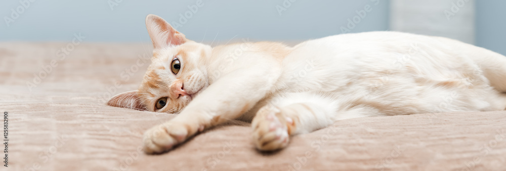 The cat lies on the bed. The cat lies on the bed.