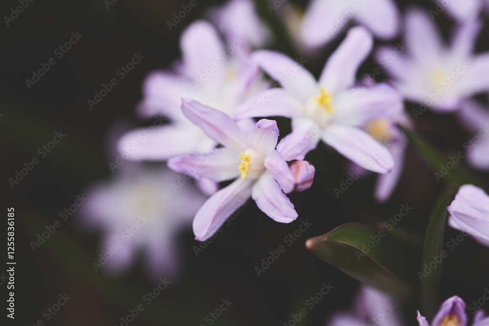 Beautiful purple flowers blooming in a garden during springtime under soft sunlight Beautiful purple flowers blooming in a garden during springtime under soft sunlight