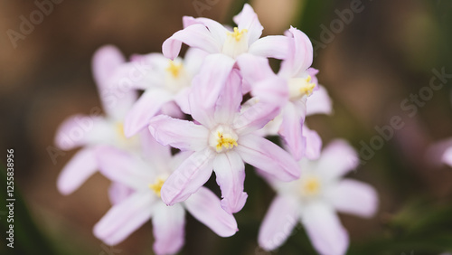 Delicate pink flowers blooming in springtime garden surrounded by green foliage