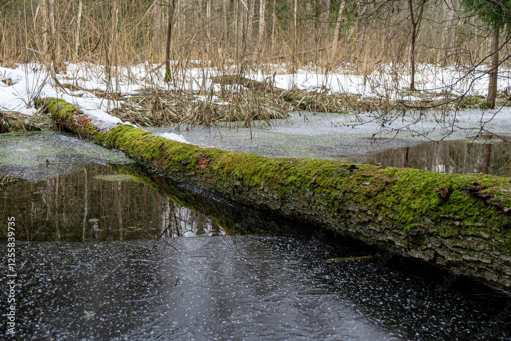 moss-covered fallen tree lies across a winter forest stream.