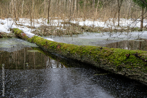 Obraz na płótnie moss-covered fallen tree lies across a winter forest stream. w salonie