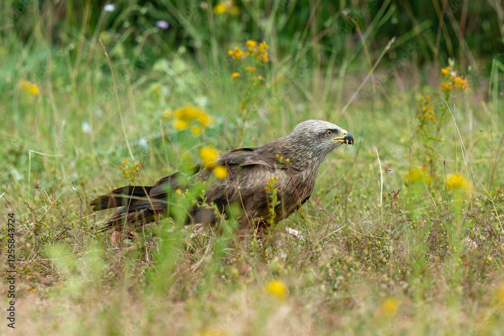 Fototapeta premium Milan royal,.Milvus milvus , Red Kite