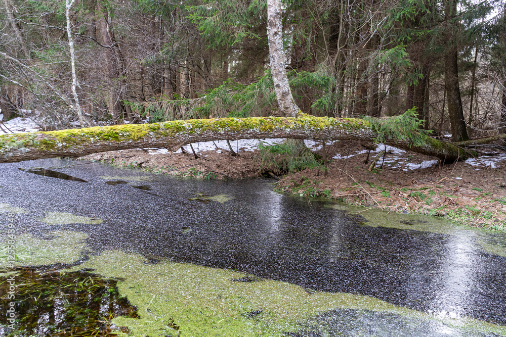 moss-covered fallen tree lies across a winter forest stream.