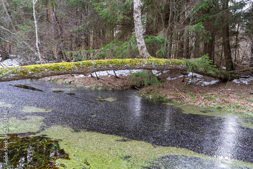 Obraz na płótnie moss-covered fallen tree lies across a winter forest stream. w salonie