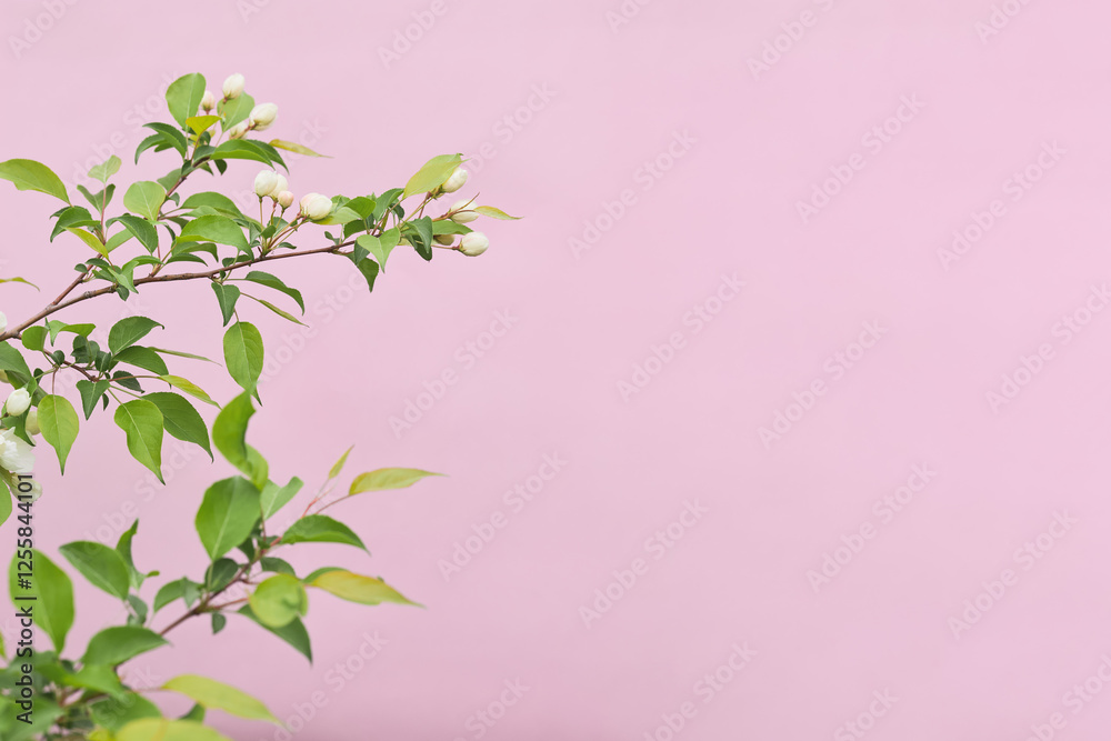 Branch with White Buds on Pink Background Branch with White Buds on Pink Background