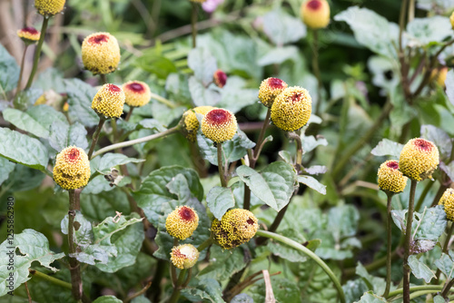 Beautiful Toothache plant (Acmella oleracea) flowers.