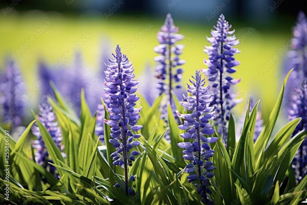 Attractive Blooming Liriope on Beautiful Green Grass Field Background in Summer - Botanical Beauty of Botany Closeup with Bright Colours Attractive Blooming Liriope on Beautiful Green Grass Field Background in Summer - Botanical Beauty of Botany Closeup with Bright Colours