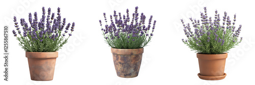 Terracotta pots with lavender a serene indoor floral arrangement