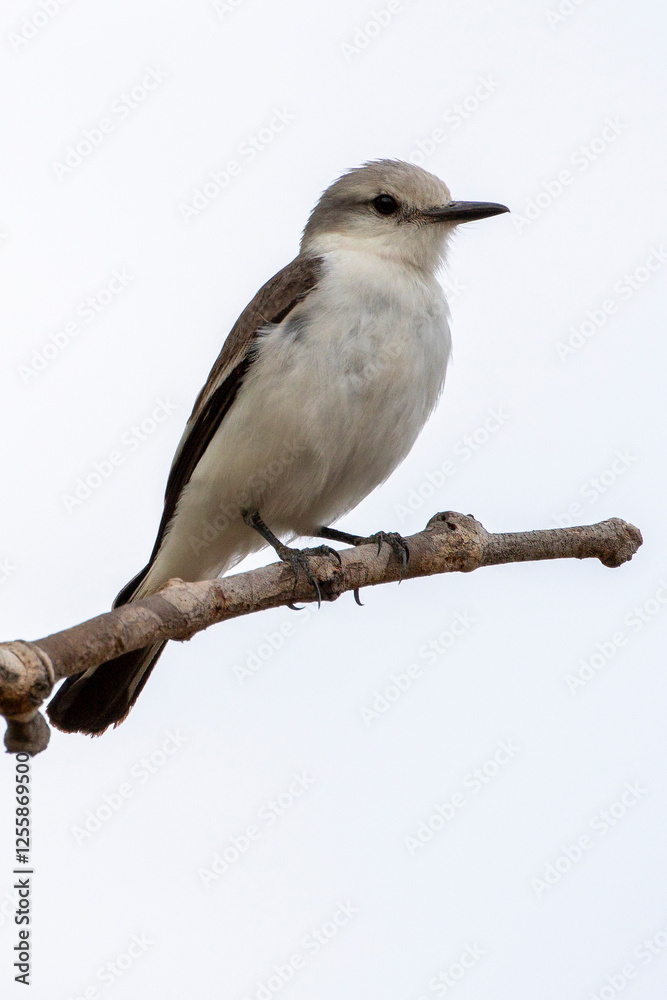 Fototapeta premium Ein Weißbinden-Nonnentyrann freigestellt in der Seitenansicht auf einem Ast sitzend