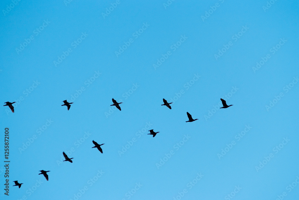 a flock of migratory birds in the sky a flock of migratory birds in the sky