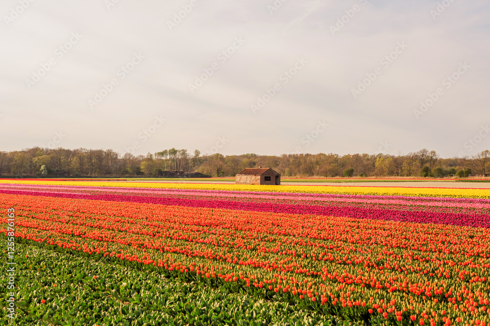 tulip fields in the netherlands. tulips, spring, flowering period. tulip fields in the netherlands. tulips, spring, flowering period.