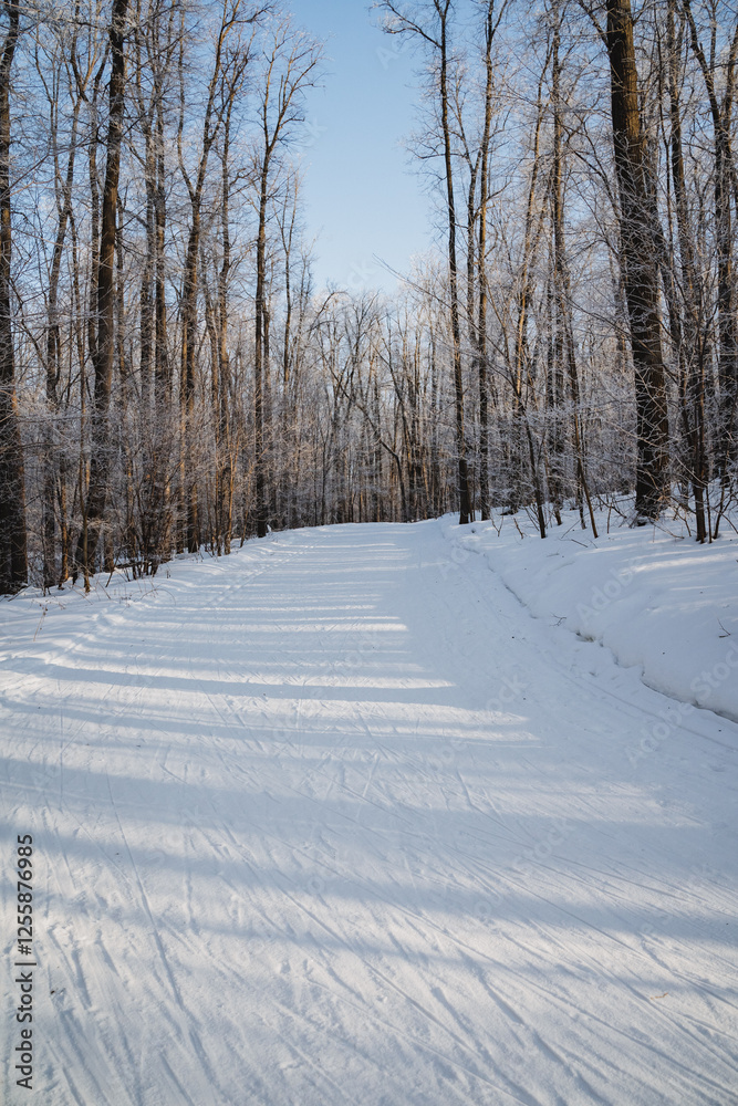 Obraz premium A tranquil snowy road surrounded by tall trees in the heart of a beautiful forest, where the winter chill blankets the ground and covers the branches with a delicate layer of frost