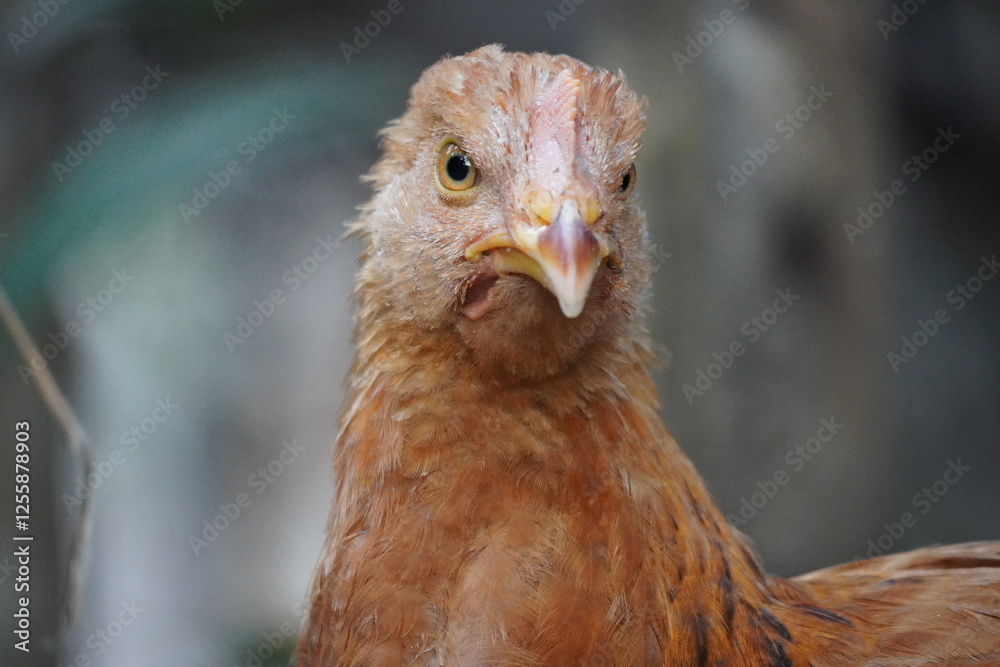 A close-up portrait image of a chicken's head, highlighting its details with a natural blurred background. A close-up portrait image of a chicken's head, highlighting its details with a natural blurred background.