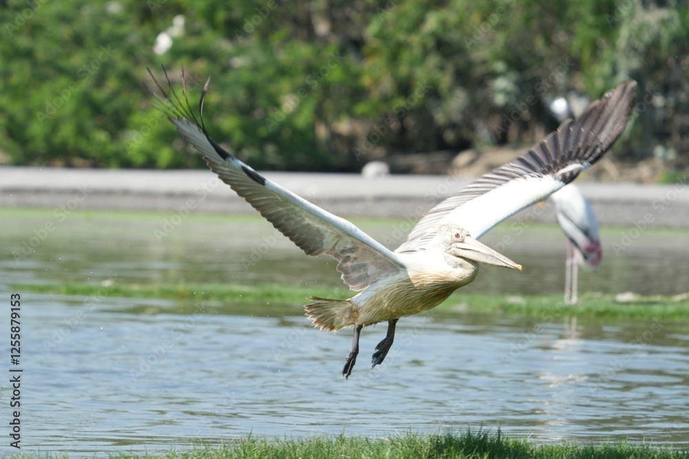 Fototapeta premium A Pyrenean bird taking off from the water.