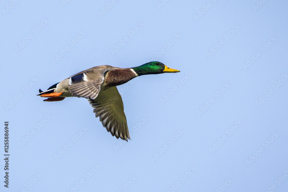 Fototapeta premium mallard duck flying in morning light
