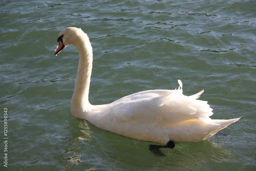 Fototapeta premium Cygne blanc sur le fleuve