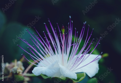 Caper Bush or Flinders Rose or Capparis spinosa delicate flowers close-up. Purple and white flowers of caperous spiny.  photo