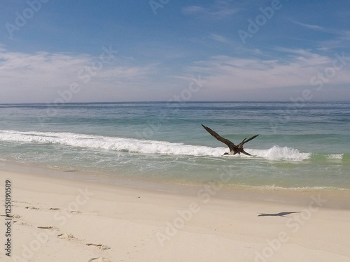 Marine Sea Bird flying over the beach sand. A large seabird with wide wingspans glides above a serene beach. background photo