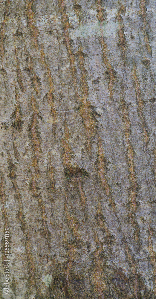 Beautiful close-up of the bark of populus euphratica Beautiful close-up of the bark of populus euphratica