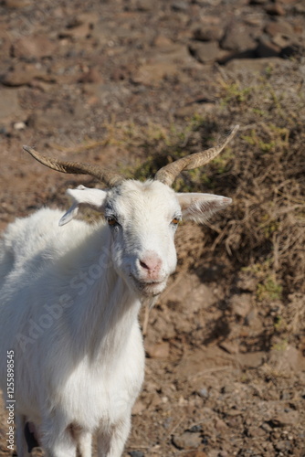 Fuerteventura photo